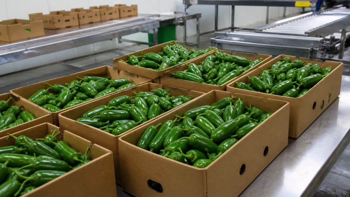 Surto de salmonela nos EUA é ligado a pimentas jalapeño importadas do México
