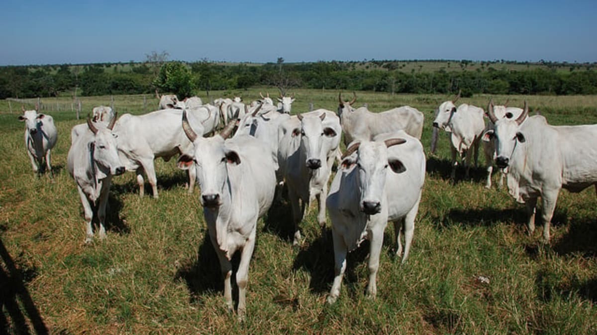 Mercado atacadista de carne bovina registra alta com demanda aquecida pelo Dia dos Pais