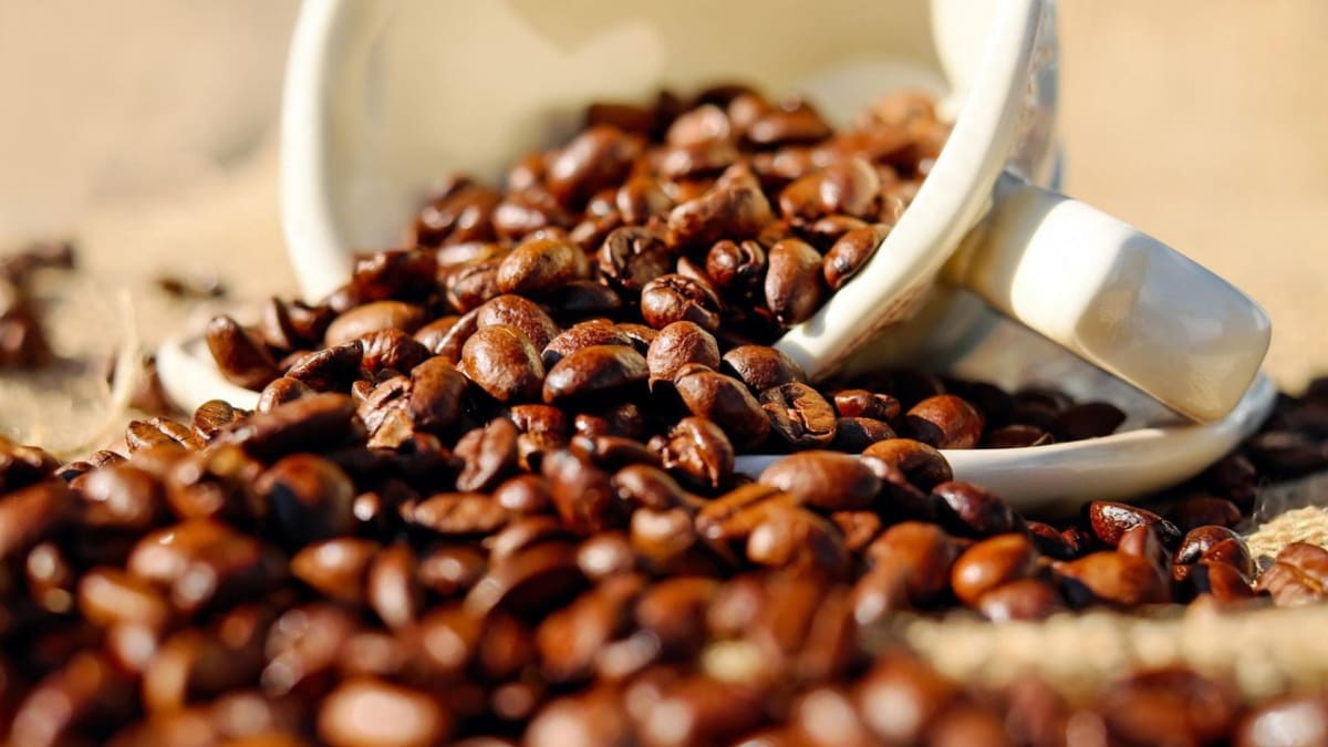 Colheita da safra brasileira de café 2026/27 alcança 84% até início de agosto