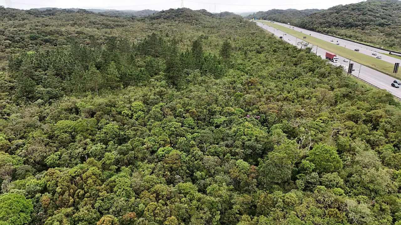 Ecovias amplia controle de pinus e recupera mais de 40 hectares no Sistema Anchieta-Imigrantes