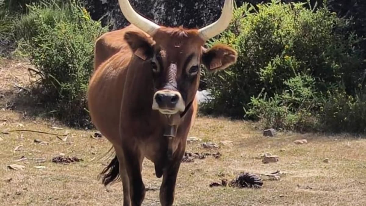 Agricultores da Galícia retomam criação de vacas cachena para controle de incêndios