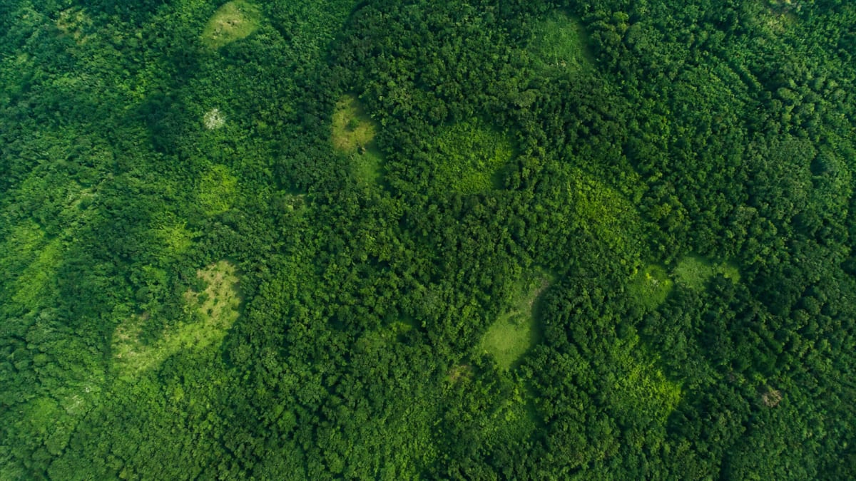 Desmatamento na Amazônia cai 36,87% entre agosto de 2025 e julho de 2026