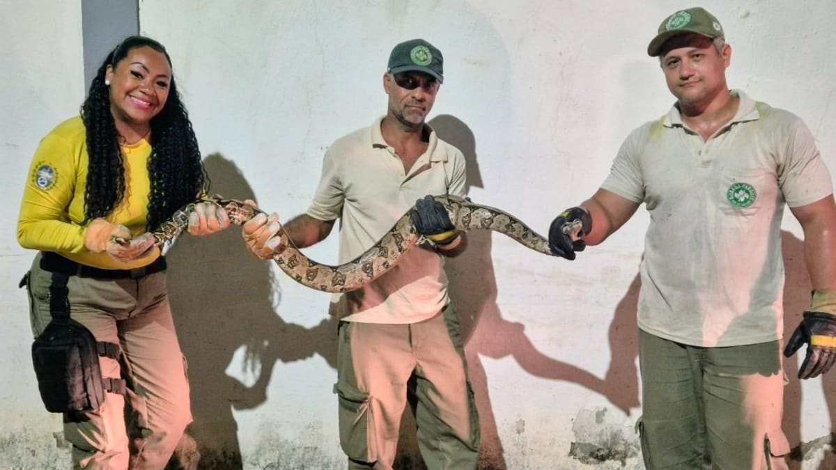 Jiboia é capturada e devolvida ao habitat na APA Alto Iguaçu