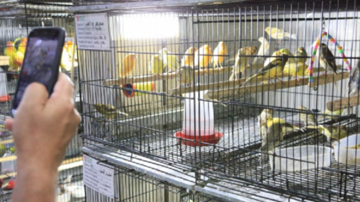 Câmara de Belo Horizonte aprova novas regras para venda de animais domésticos
