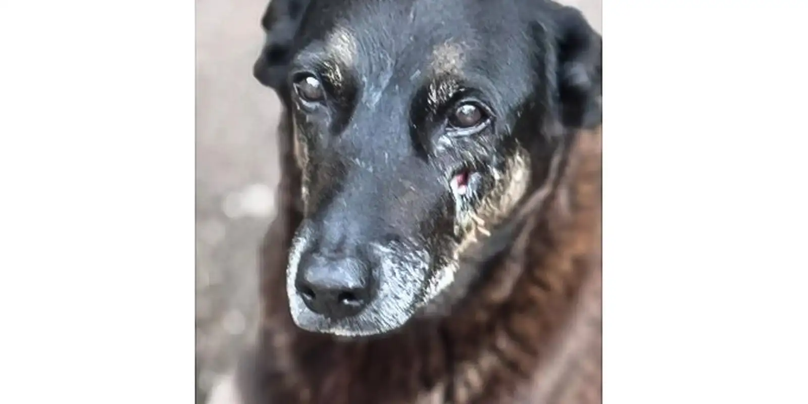 Morte do cachorro Orelha mobiliza investigação em Santa Catarina