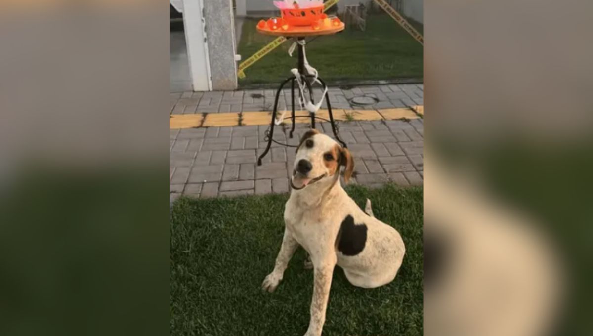 Cachorro comunitário Abacate morre após ser baleado em Toledo