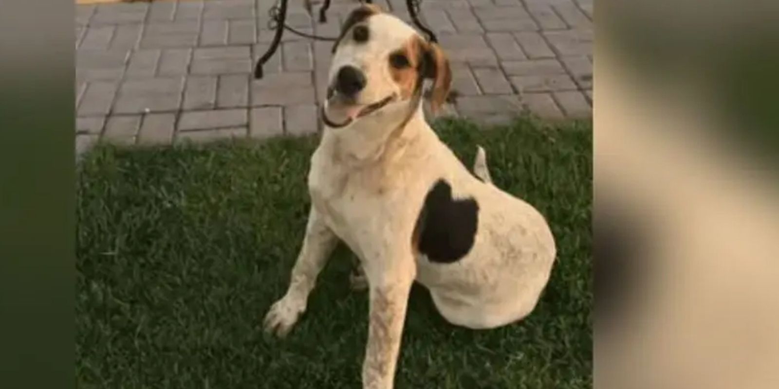 Cão Abacate é morto a tiros em Toledo