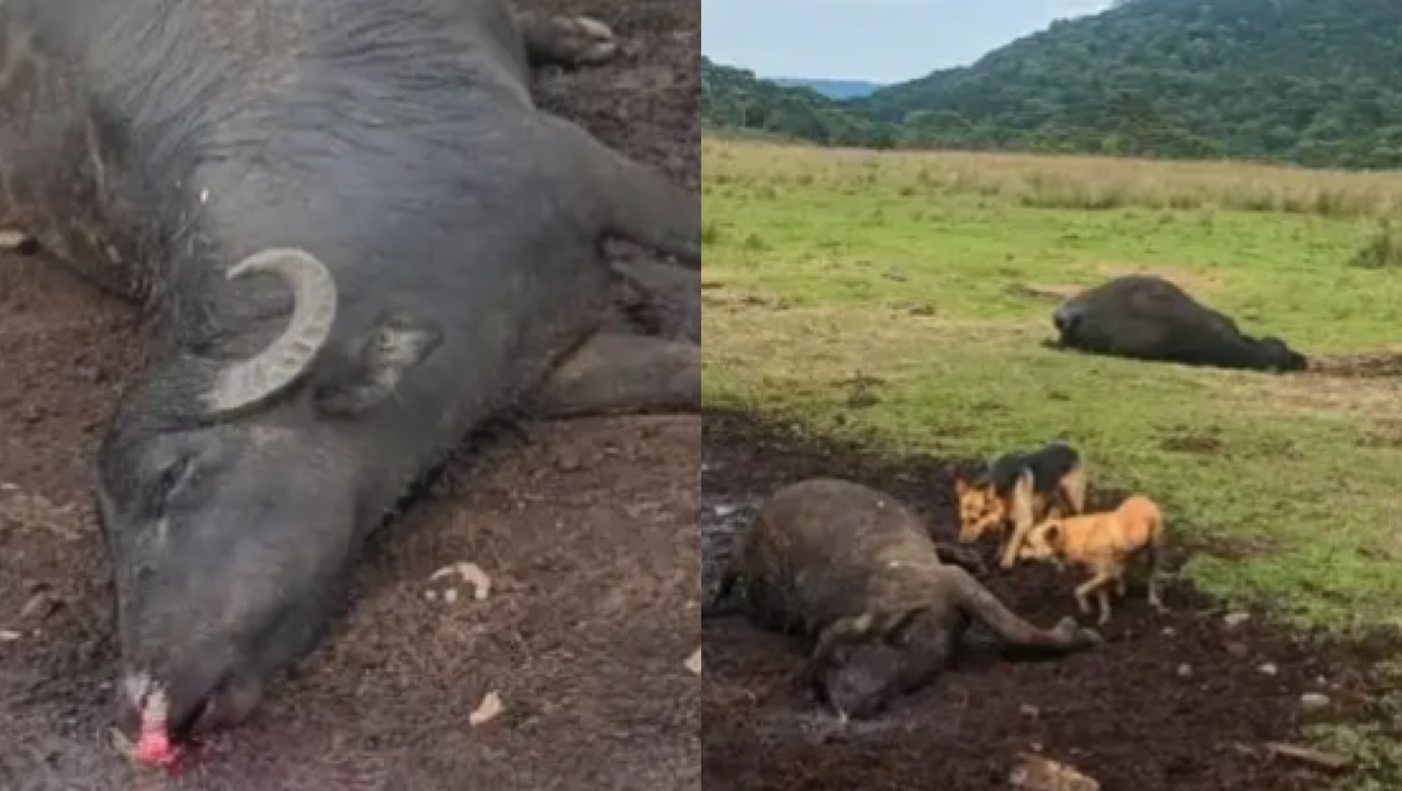 Raio atinge propriedade rural e mata búfalos em Santa Catarina