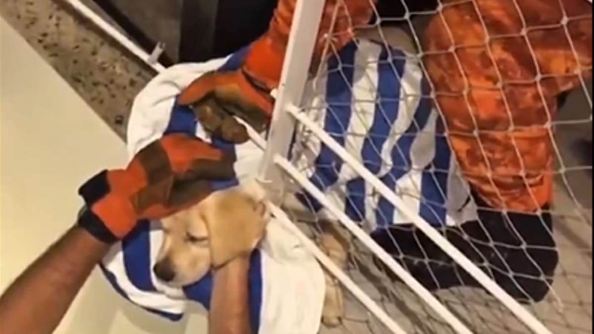Bombeiros resgatam filhote de Labrador preso em grade na Barra da Tijuca