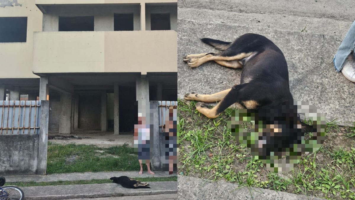 Adolescentes agridem e matam cachorro em Itajaí