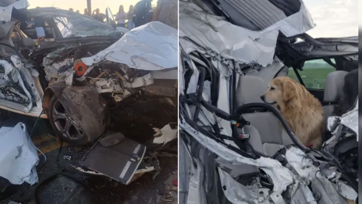 Motorista e cachorro sobrevivem a colisão violenta na PR-441