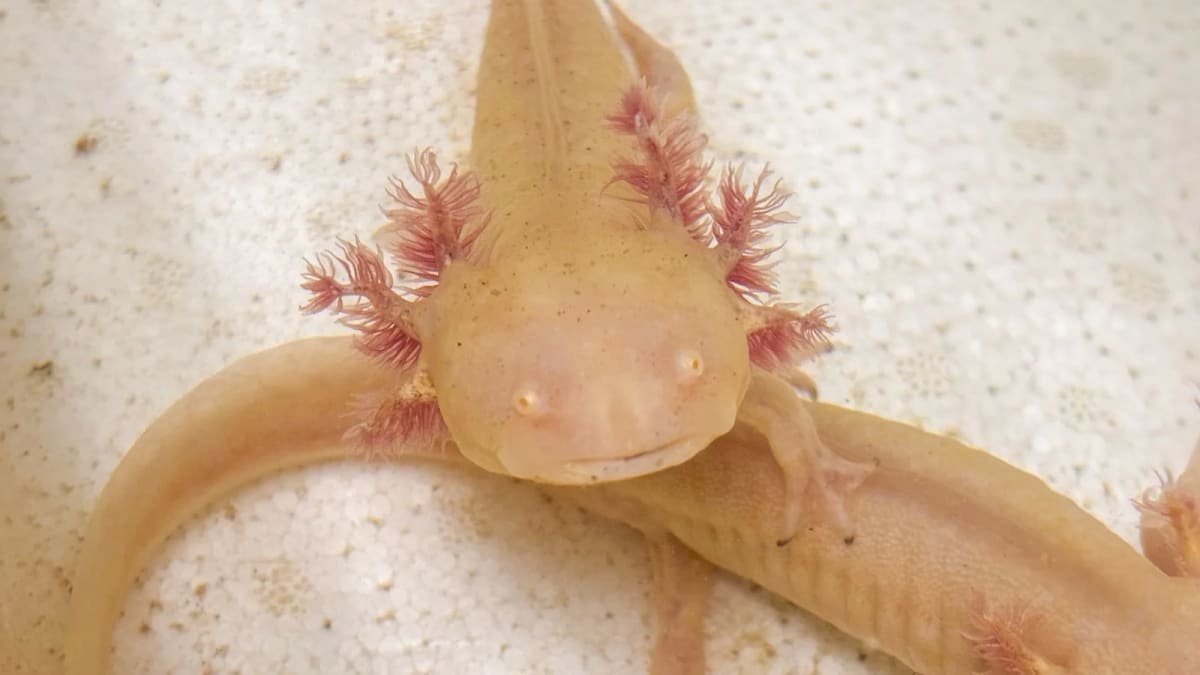 Parque Zoológico de Sapucaia do Sul passa a abrigar axolotes apreendidos em operação contra tráfico de fauna